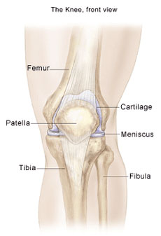knee patella